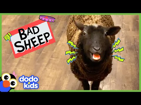 This Sheep Yells Way Too Much!! But We Love Her Anyway... | Bad Boys And Girls | Dodo Kids