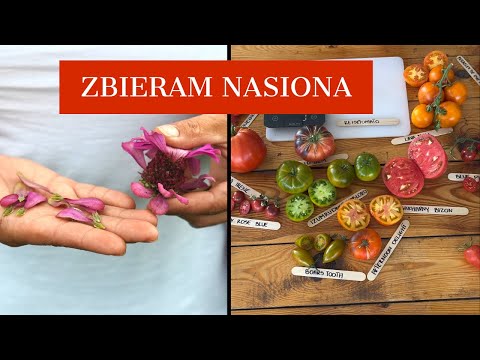 Zbieram nasiona na nowy sezon.