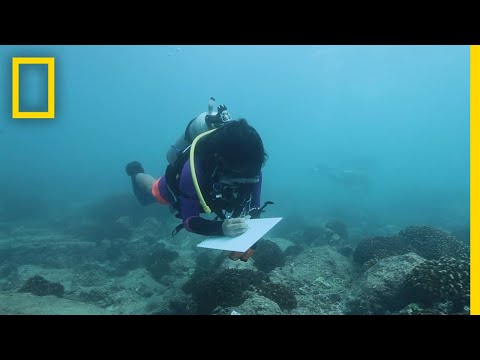 拯救海洋生物多樣性。珊瑚的恢復｜實地探索者 (Saving Ocean Biodiversity: Coral Restoration | Explorers in the Field)