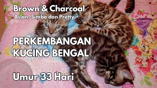 Download lagu PERKEMBANGAN KUCING BENGAL UMUR 33 HARI mp3