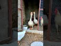 Pearl Hens Hens Duck Shorts Beautiful Funny Duck Henchicken Chickendance