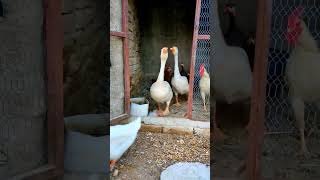 Pearl Hens,Hens,Duck🦆#shorts #beautiful #funny #duck #henchicken #chickendance