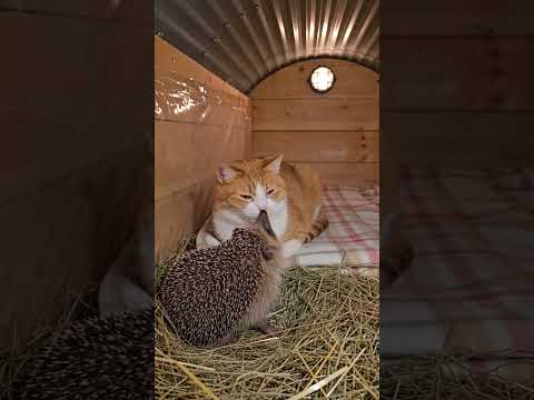 Something Spiky Crawled In… And The Cats Can't Stop Staring