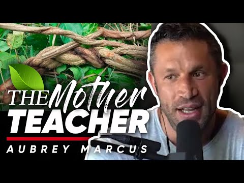 アヤフアスカはマザーティーチャー：なぜこの特別なサイケデリックは他のどんなものよりもあなたを教えてくれるのか？ (AYAHUASCA IS THE MOTHER TEACHER: Why This Particular Psychedelic Teaches You More Than Any Other)