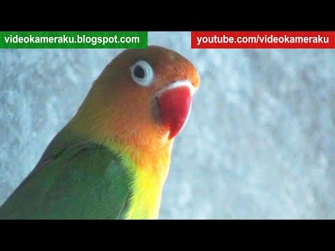 Lovebird Sounds 1 Hour - June-1-2018