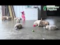 Golden Retriever dogs for sale: Ryker  - Video 1