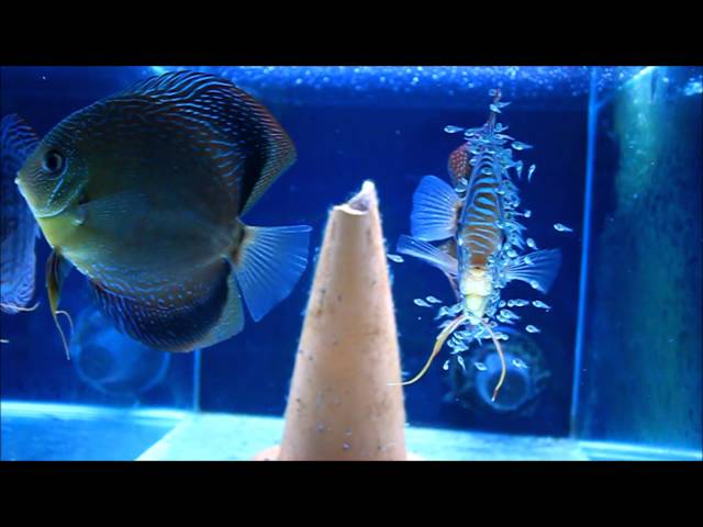 Breeding Discus - Blue Turquoise Discus Breeding Pair with Fry [HD]