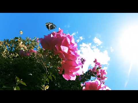 Ball Park Music - Cherub (Official Video)