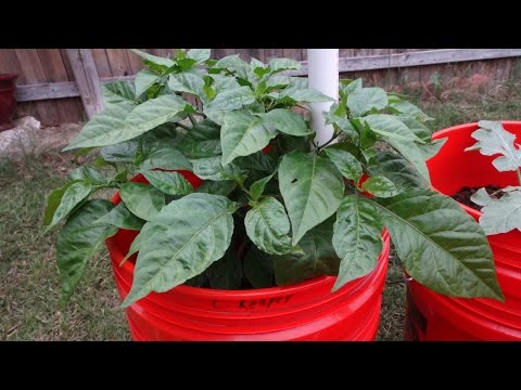 2015 Super Hot Peppers Growing Season - Ep. 12: Plants Flowering Video