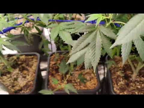 AutoPot Cannabis - Week 2 of Flower 🌼