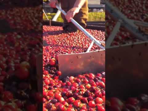 毎年何十億個ものクランベリーが収穫されるわけ #shorts (How billions of cranberries are harvested every year #shorts)