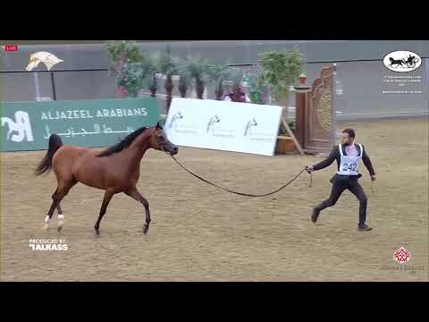 GOLD CHAMPION - SENIOR STALLIONS - AMIR AL REEH