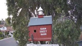 Wild Barn Owls Bonnie &amp; Clyde - Peregrine Falcon Visits Bonnie While She Snoozes In The Barn!