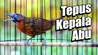 Download lagu TEPUS KEPALA ABU GACOR NEMBAK RAPAT mp3 Download lagu TEPUS KEPALA ABU GACOR NEMBAK RAPAT mp3