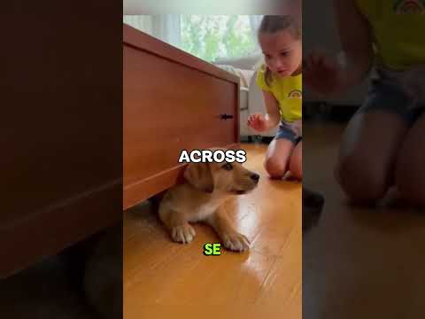 😱 Cachorro Atrapado Durante Tormenta, Papá Arriesga Todo Para Salvarlo 🐶 #shortsfeed #animals