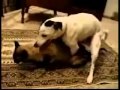 Clair De Dog