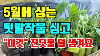 5월에심는 텃밭작물 너무 많지만 좋아하는걸로 골라 심고 이것 주면 진딧물 덜 생겨요