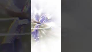 The Greatest Catch in NFL History! #nfl #sports #shorts #football #odellbeckhamjr #obj