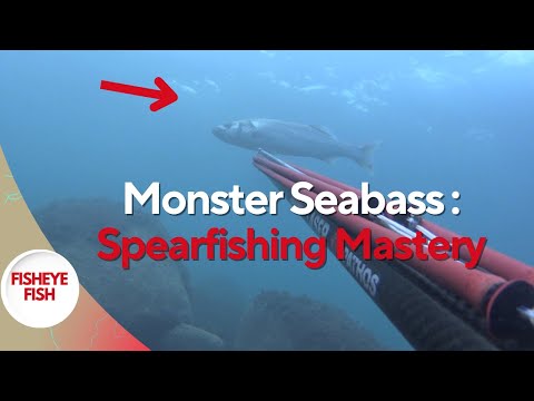 Giant Sea Bass Spearfishing: Masterful Tips and Thrilling Moments!