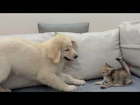 YouTube 썸네일