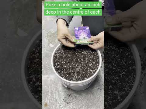 Starting Our Purple Kush Autoflower Grow in Kryptonite Soil | Week 1 Journey
