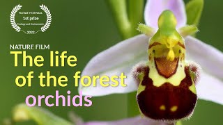 The life of the forest. Orchids