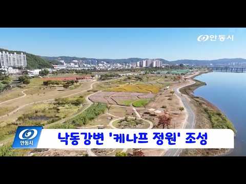 [안동 현장 리포트] 10월 7일, 낙동강변 케나프 정원 조성