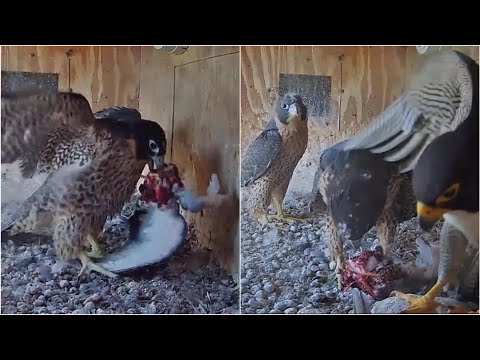 FalconCam Project~A half eaten prey by X! M got it! He runs away from his kids😂~8:12 2023/11/12
