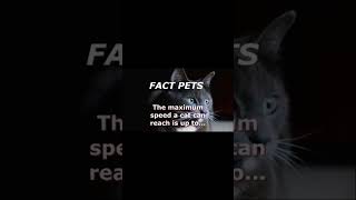 facts pats, the maximum speed a cat can reach is up to...#shorts.