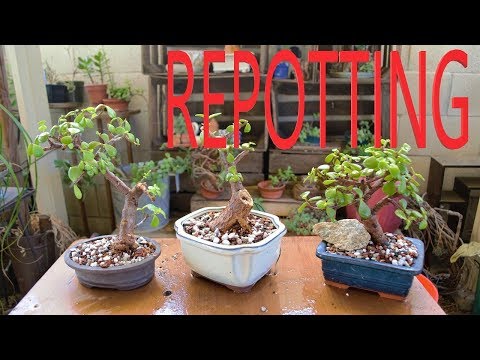 Elephant Bush Repotting - Fall 2019 - Poor Man's Bonsai