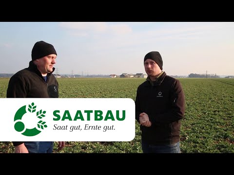 Rapsbegleitsaaten - Erfahrungen aus der Praxis