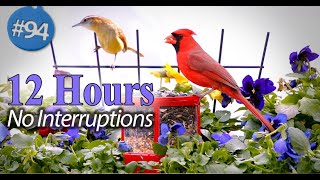 😻12 Hours of Birds 🐦Uninterrupted Cat TV for Your Feline Friend Ultimate Relaxation & Entertainment