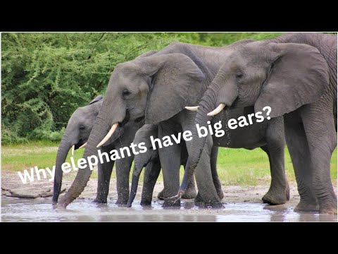Why do elephants have long ears?
