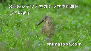 ジャワアカガシラサギ3羽滞在中(動画あり)