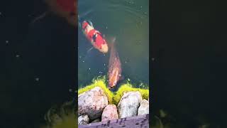 Download lagu My Koi Fish Eating Green Algae! mp3