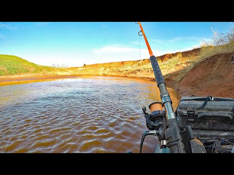 I Found a PILE of MONSTER Flatheads...in a CREEK!