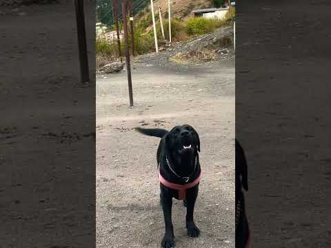 Labrador dog barking