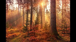 Burzum - Autumn Leaves 【﻿Ｄｏｏｍｅｒ】