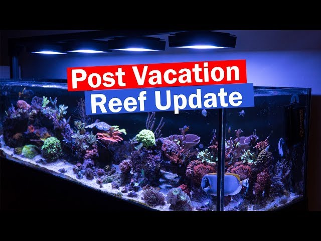 Saltwater Reef Tank Vacation Update - I'm back and so is the Shallow reef