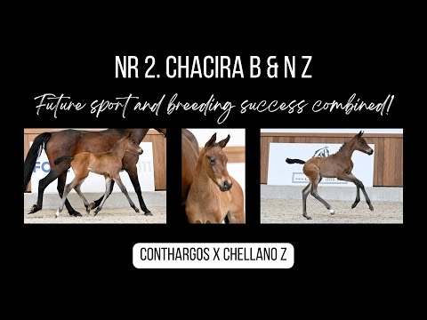 International performing relatives to Chacira B & N Z