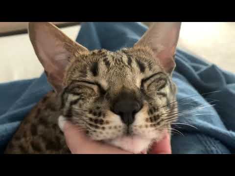 My Sweet Purring Girl Zara! #cute #cats