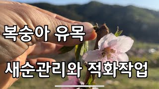 복숭아의 꽃이피면 꽃을따는 적화작업과 새순관리 하면 좋아요