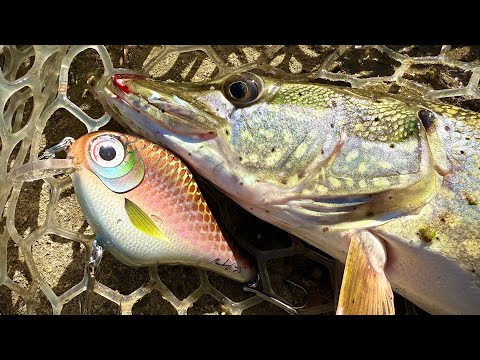 Making Baits and Catching Pike