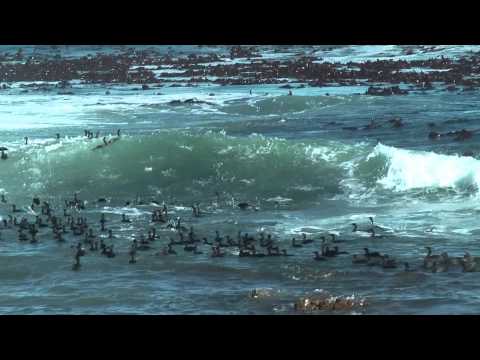 Bird watching Gansbaai