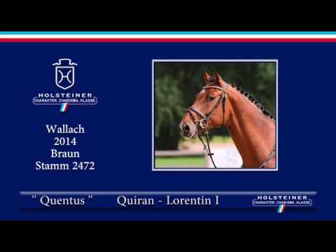 Holsteiner Sommerauktion 2019 | Nr. 14 - Quentus v. Quiran - Lorentin I