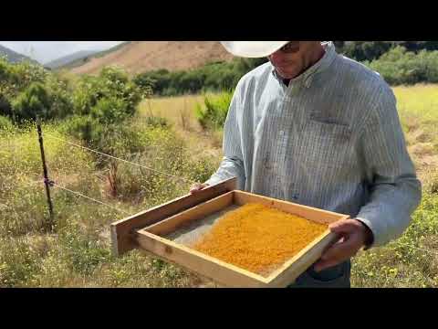 Harvesting Bee Pollen! 🌸🐝