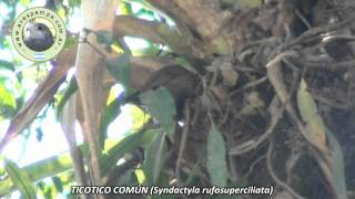 preview picture of video 'TICOTICO COMUN Syndactyla  rufosuperciliata'