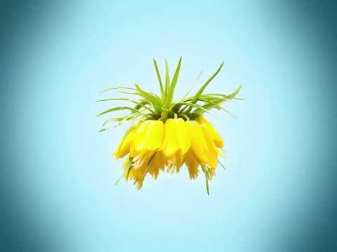 CHAMOS & Nadjmadin Ghoulami - Her Veî