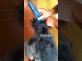 Tamil Women Headshave