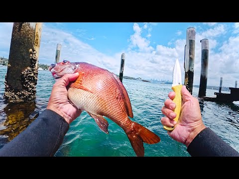 An EERIE Sydney Harbour Spearfish - Catch & Cook